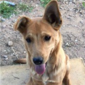 light brown dog with one floppy ear