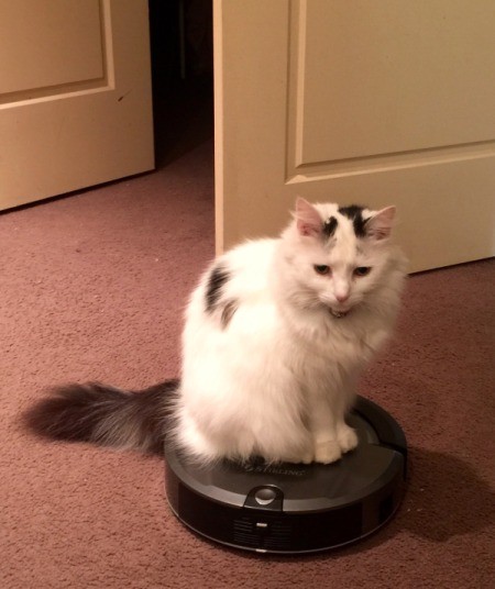 white cat with a few markings