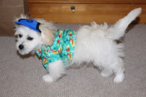 fluffy white dog wearing a shirt and hat