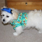 fluffy white dog wearing a shirt and hat