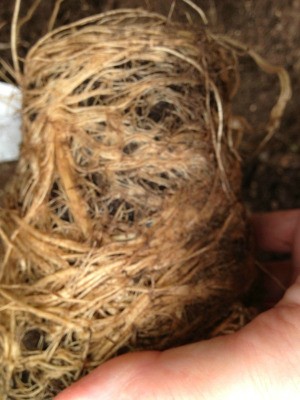 root bound ball of Shasta daisy