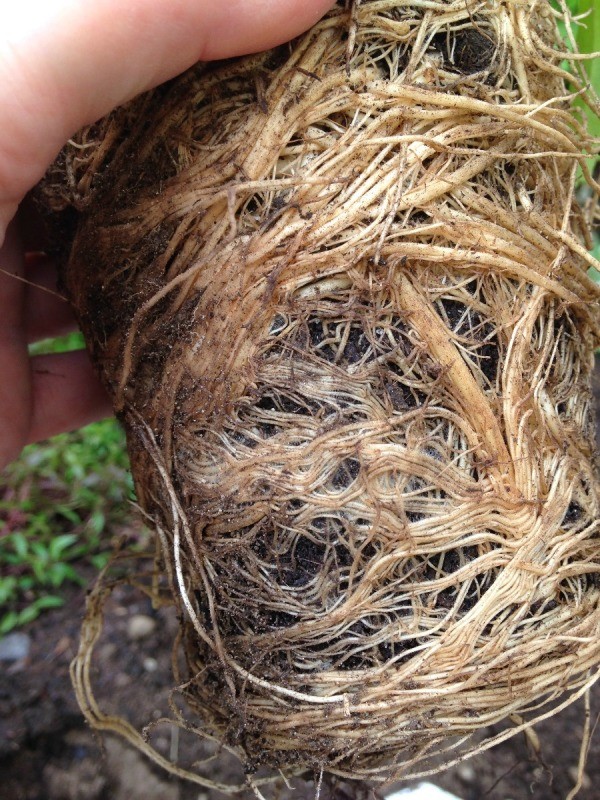 Saving a Root Bound Plant