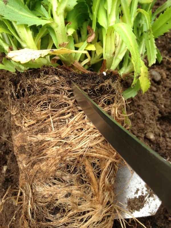 Saving a Root Bound Plant