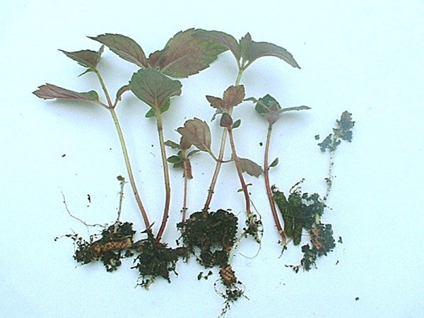 Growing Achimenes