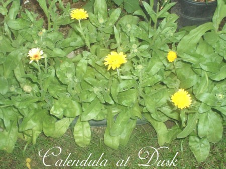 Calendula at dusk