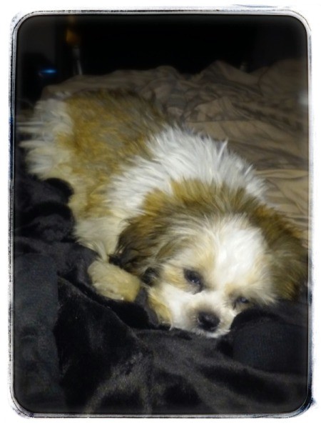 Blonde and White Shih Tzu