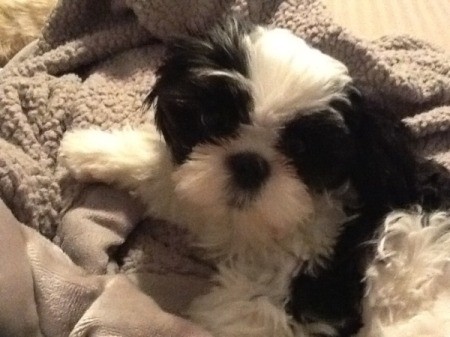 Black and White Shih Tzu on a blanket