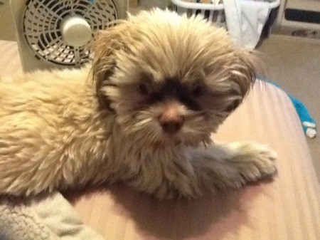 Blonde colored Shih Tzu.
