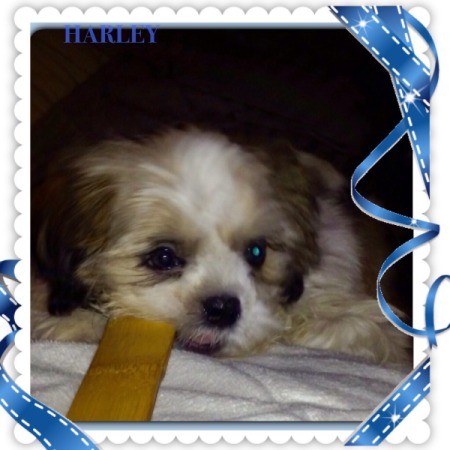 Blonde and White Shih Tzu