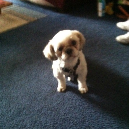 Dog Constantly Licking Lips