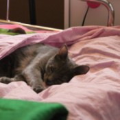 kitty under a blanket
