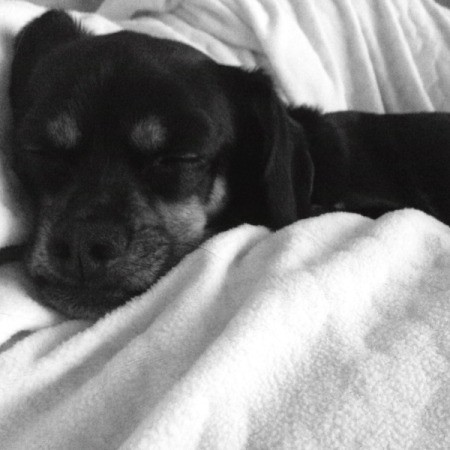 black dog in white blanket