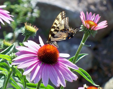 black and yellow butterfly on coneflower