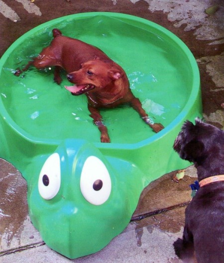 dog in turtle pool