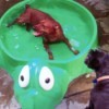 dog in turtle pool