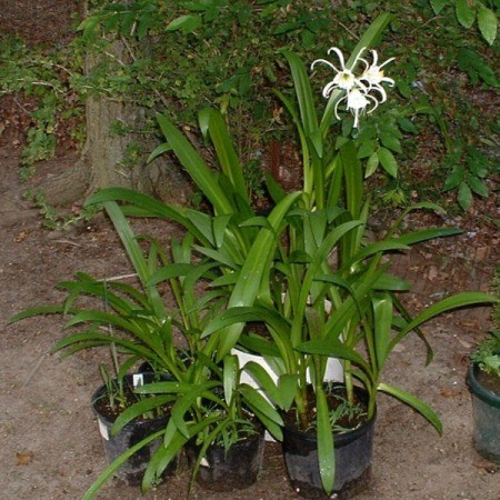 Hymenocallis Festalis (Peruvian Daffodils)