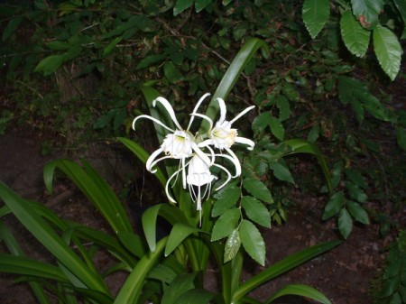 closeup of three beautiful blooms