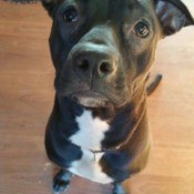 black dog with white on chest