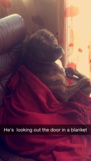dog under a blanket