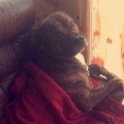 dog under a blanket