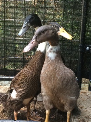 Our Runner Ducks (Weeks 7 and 8)