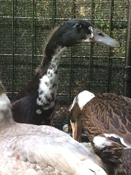 Our Runner Ducks (Weeks 7 and 8)