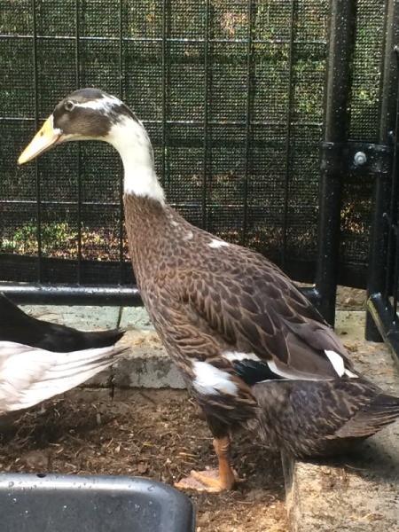 Our Runner Ducks (Weeks 7 and 8)