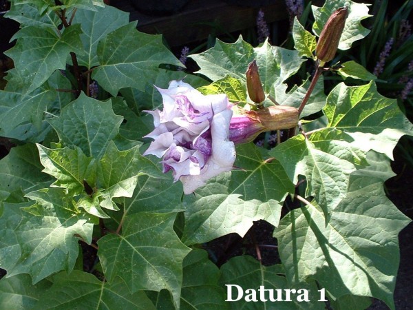 A purple and white datura blossom