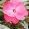 closeup of pink flower