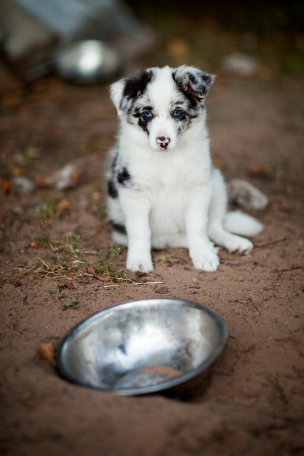 Keeping Pets Hydrated | ThriftyFun