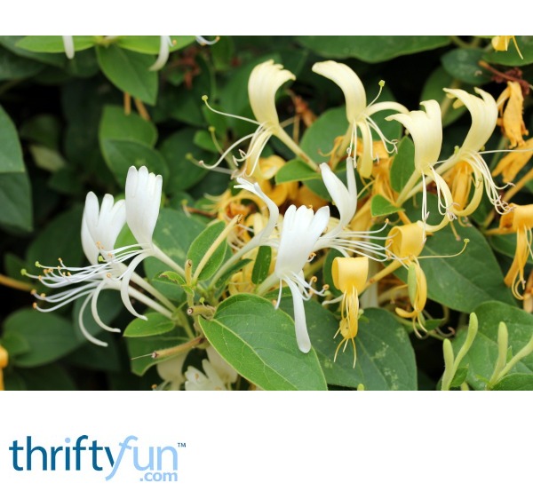 Getting Rid of Honeysuckle ThriftyFun