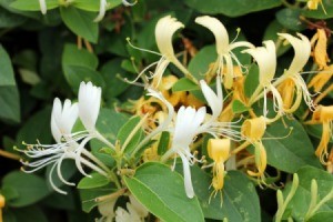 closeup of honeysuckle flowers