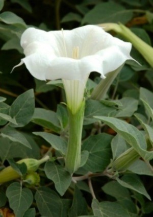 Datura "Moonflower"