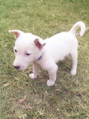 white puppy