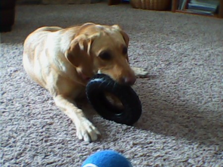 yellow Lab lying on carpet chewing on a toy