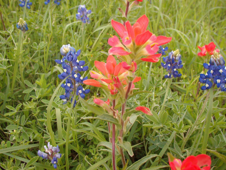 bluebonnets and paintbrush