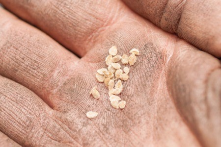 gardener's hand holding tomato seeds