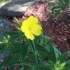 yellow primrose like flower