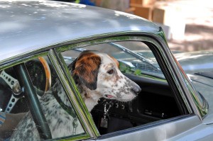 spaniel in a car