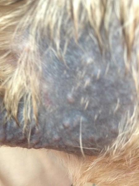 infection yeast dog skin treating pug elephant area dry spot flaky almost itching found candida pain