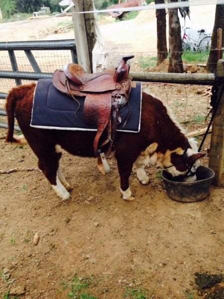 cow with saddle