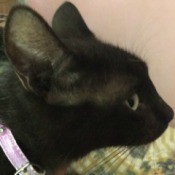profile of black cat