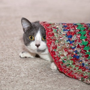 cat peeking out from under braided rug