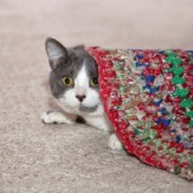 cat peeking out from under braided rug