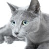 A grey Russian Blue cat.