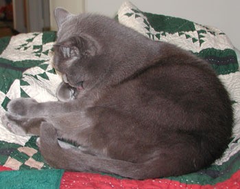 Boris- Russian Blue