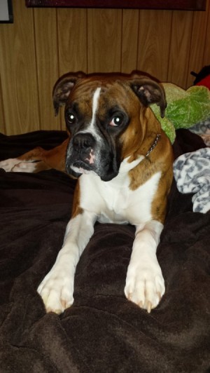 brown and white Boxer