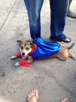 dog in red and blue super hero costume