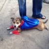 dog in red and blue super hero costume
