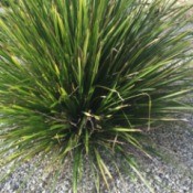 What Is This Garden Plant?